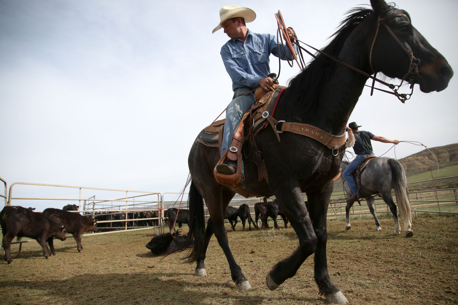 Sheridan Cattle Branding
